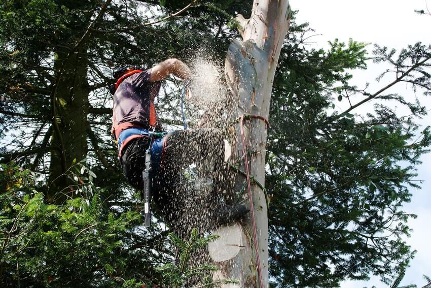 Tree Surgeons Chislehurst BR7